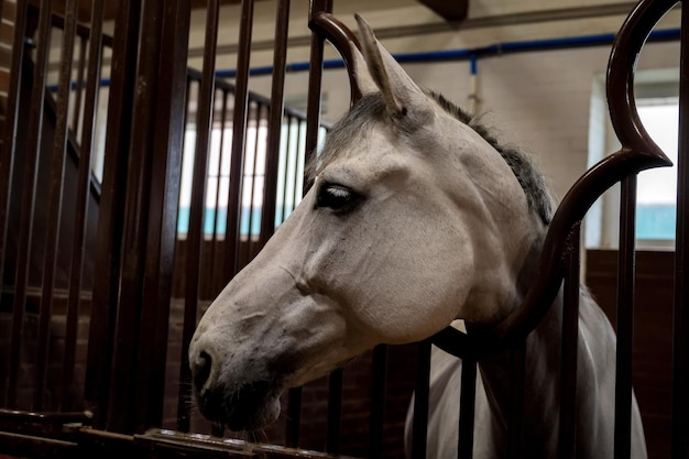 Mooi paardenportret in warm licht in stal