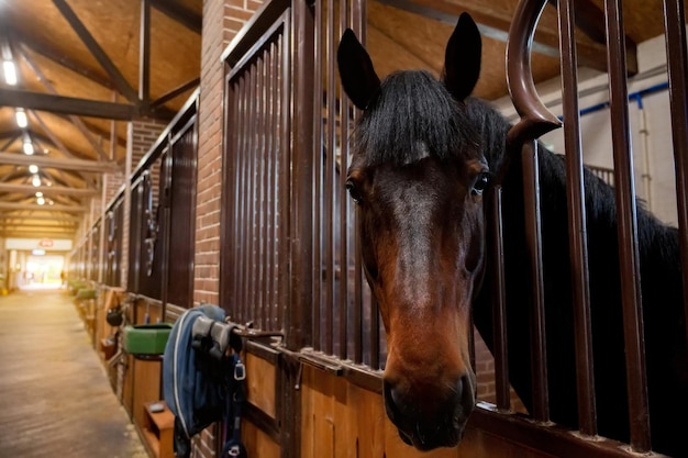 Mooi paardenportret in warm licht in stal