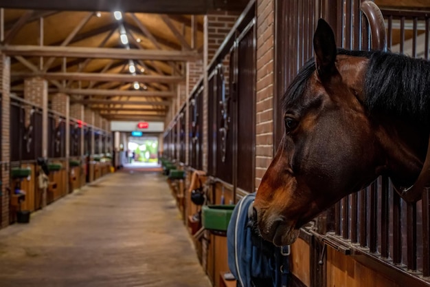 Foto mooi paardenportret in warm licht in stal