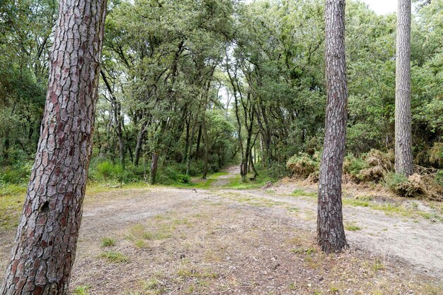 Mooi pad in bosbos buiten park van dennenboom