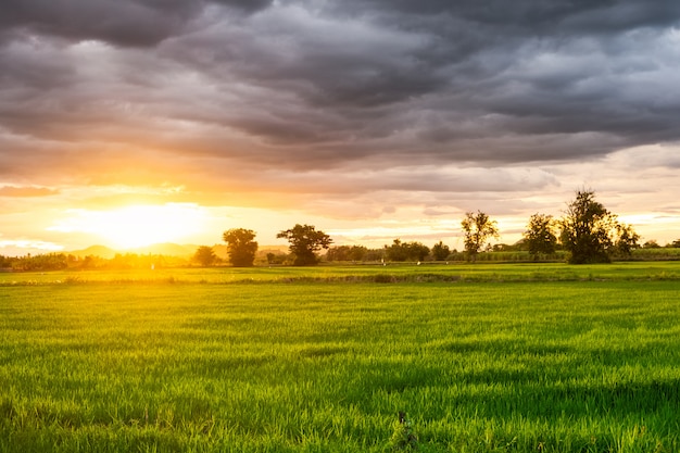 Mooi padieveld bij zonsondergang