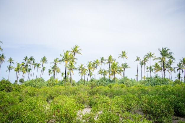 Mooi palmbos dichtbij strand