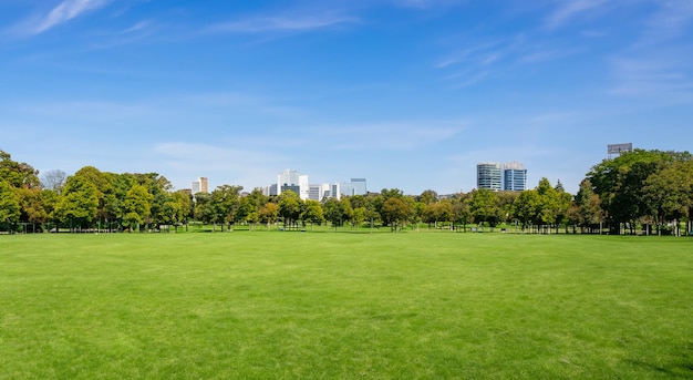 Mooi park met prachtige bomen op de achtergrond en blauwe lucht