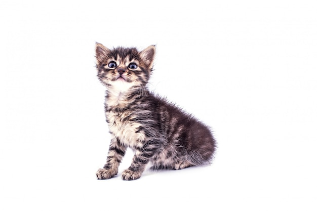 Mooi pluizig gestreepte katkatje met grote geïsoleerde ogen