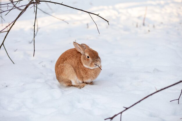 Mooi pluizig rood konijn in de winter op de boerderij