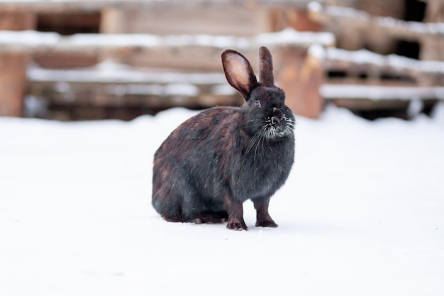 Mooi pluizig zwart konijn in de winter in het park