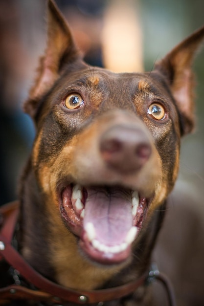 Mooi portret hondenras doberman