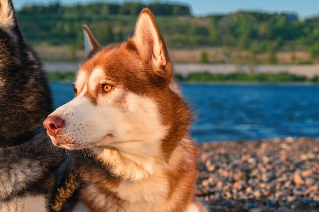 Mooi portret husky hond voor lifestyle ontwerp Natuur zomer landschap Rivier achtergrond Ruimte kopiëren