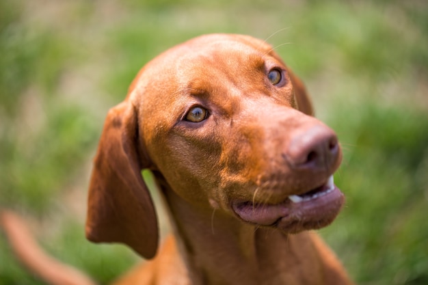 Mooi portret van bruin-gemengde hond