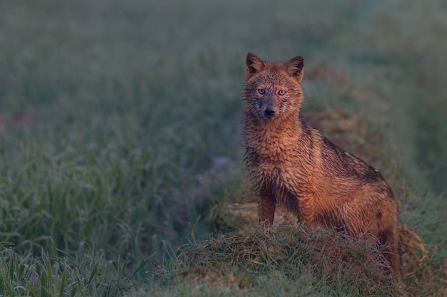 mooi portret van dieren in het wild, de gouden jakhals, ook wel gewone jakhals genoemd