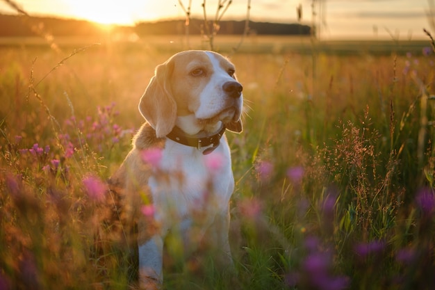 Mooi portret van een Beagle-hond op een zomerweide tussen wilde bloemen in de zonsondergang