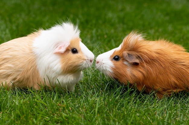 Mooi portret van een cavia-huisdier