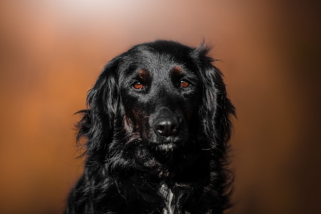 Mooi portret van een eenvoudige hond in de natuur