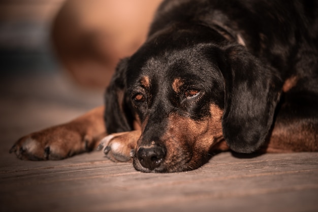 Mooi portret van een eenvoudige hond in de natuur