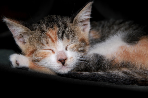 Mooi portret van kitten slapen en spelen op zwarte achtergrond