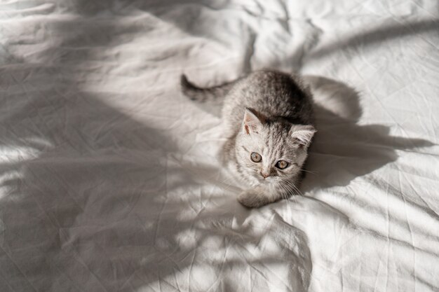 Mooi portret van Schotse rechte kitten op witte achtergrond internationale kattendag