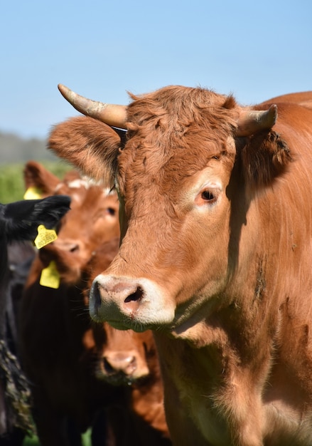 Mooi profiel van een tan stier in een weiland met koeien.