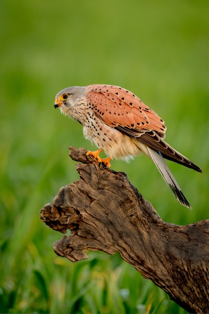 Foto mooi profiel van een torenvalk in de natuur