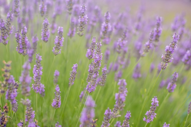 Mooi purper lavendelgebied in Oishi-park