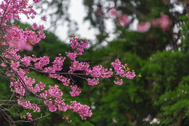 Mooi regenwoud bij aardsleep in het nationale park van doi inthanon, Thailand