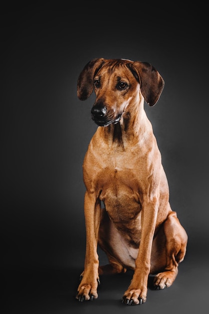 Mooi Rhodesian Ridgeback-hondportret op een zwarte achtergrond