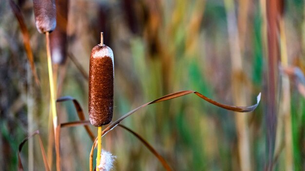 Mooi riet. Herfst in Siberië Tomsk