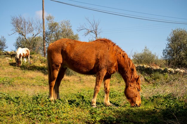 Mooi rood paard grazend in een weiland met de voorpoten vastgebonden of vastgebonden met een ketting