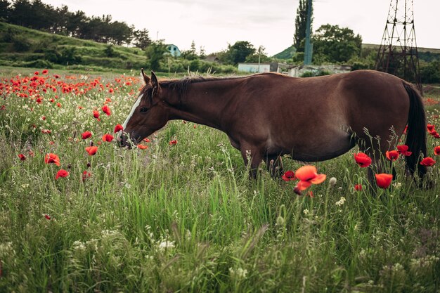 Mooi rood paard met lange zwarte manen in het voorjaarsveld met papaverbloemen. Paard grazen op de weide bij zonsopgang. Paard loopt en eet groen gras in het veld. Mooie achtergrond