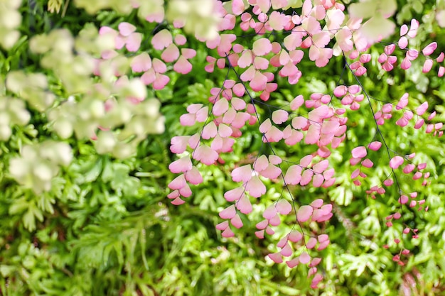 Mooi rood roze blad met warm ochtendlicht