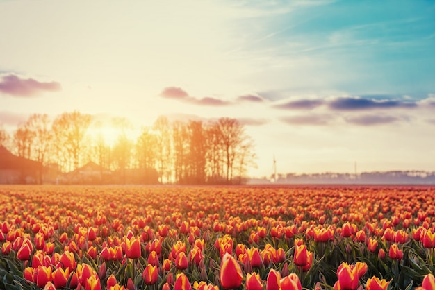 Mooi rood tulpenveld in Nederland.