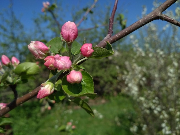 mooi, roze, delicaat, knop, bloem, appelboom, close-up, tegen de achtergrond, groen, bladeren