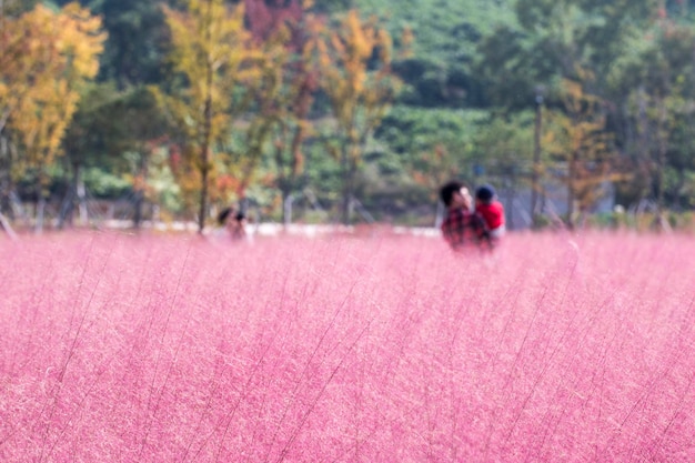 mooi roze riet