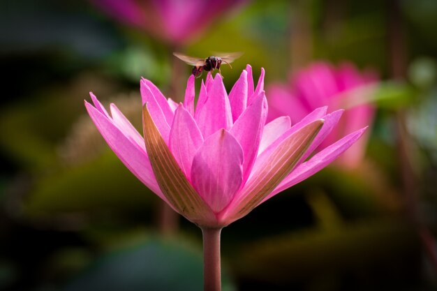 Mooi Roze Water Lilly en een Bij