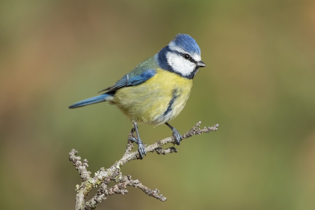 Mooi schot van de pimpelmeesvogel zittend op een tak