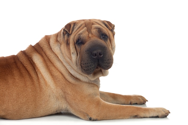 Mooi Shar Pei hondenras