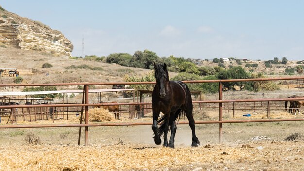 Mooi sierlijk zwart paard op een boerderij van Cyprus 2020