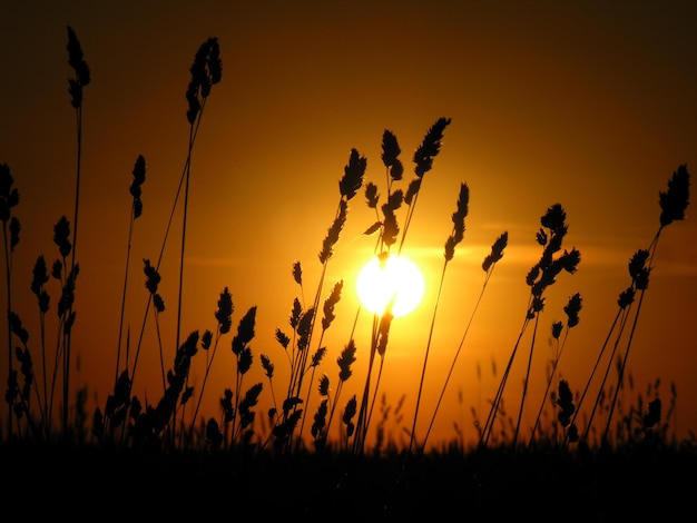 Mooi silhouet van een aar graangras bij zonsondergang