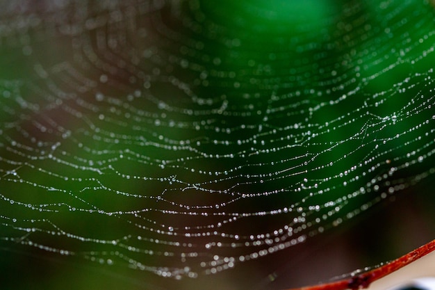 mooi spinnenweb in de zon met dauwdruppels van dichtbij