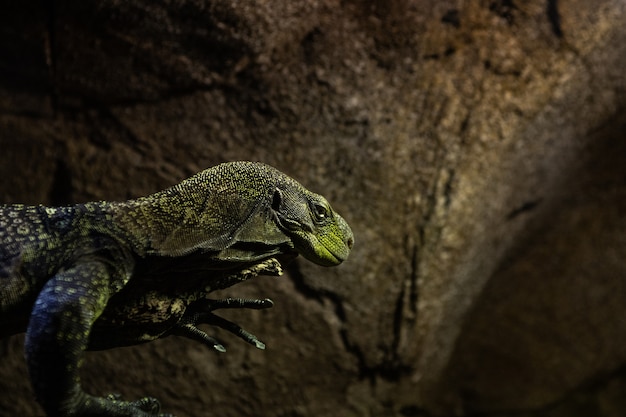 Foto mooi statisch reptiel