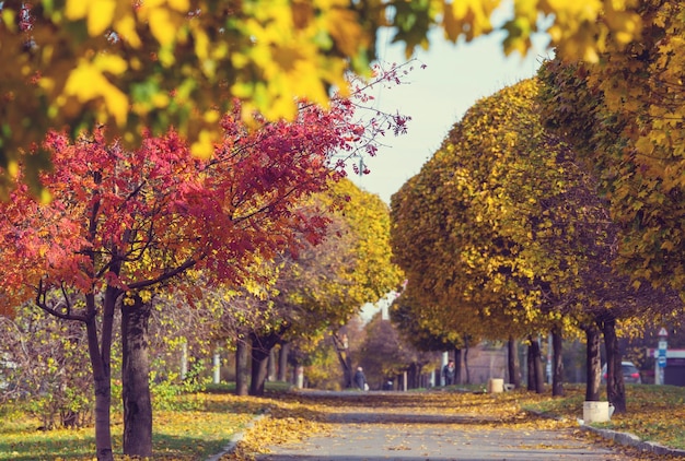 Mooi steegje in het herfstseizoen in de stad met geelgekleurde bomen