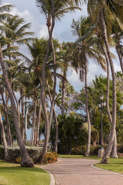 Foto mooi steegje met palmbomen