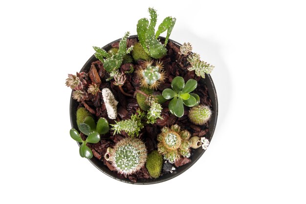 Mooi succulent terrarium