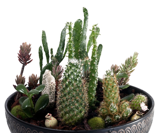 Mooi succulent terrarium