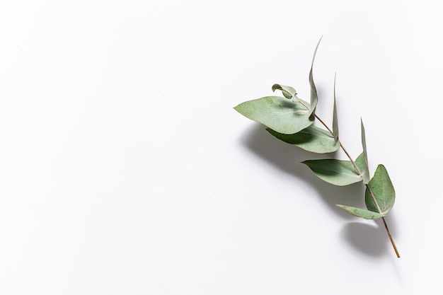 Foto mooi takje verse aromatische eucalyptus op wit