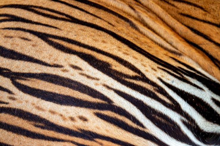 Foto mooi tijgerbont, echte tijgerhuid vacht textuur f