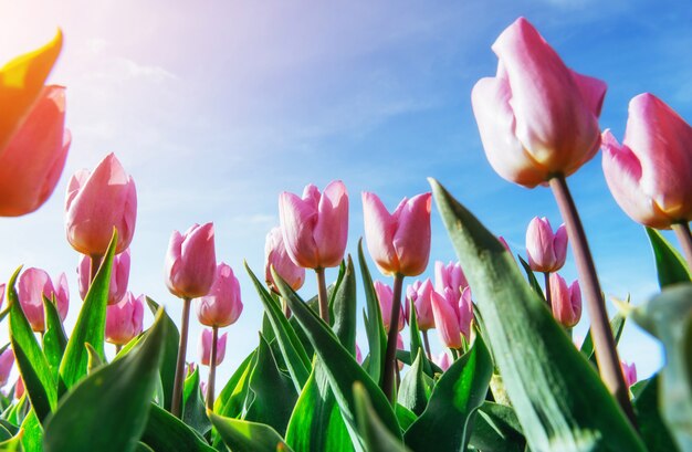 Mooi tulpengebied in Nederland