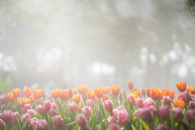 Mooi tulpenveld