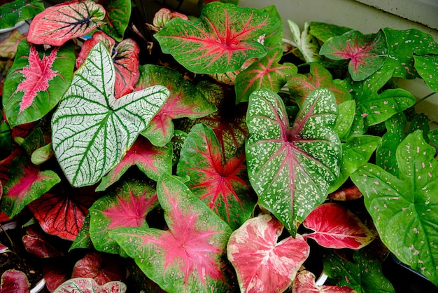 Foto mooi tweekleurig caladium kleurrijk blad in de tuin.