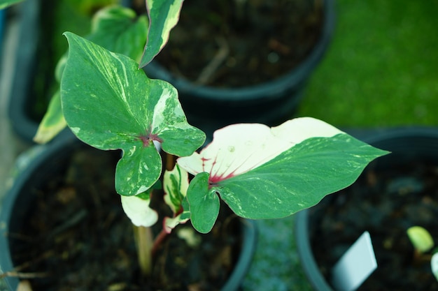 Mooi tweekleurig kleurrijk blad van Caladium in de tuin