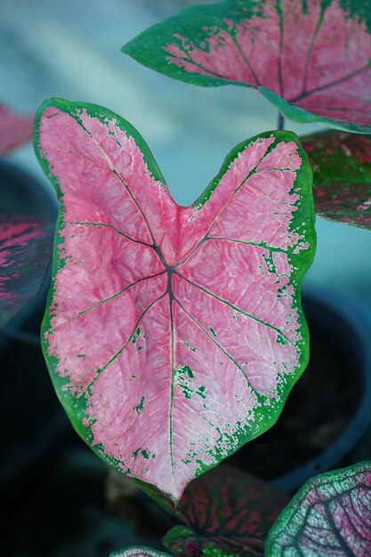 Mooi tweekleurig kleurrijk blad van Caladium in de tuin